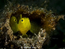 Yellow Pgymy Goby (Lubricogobius exiguus) 
Anilao, Phili... by Yeehoo Wai 